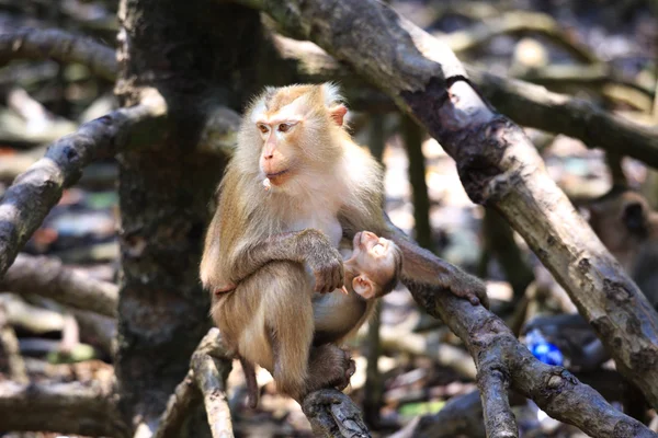 Aap in de mangrovebossen in cangio — Stockfoto