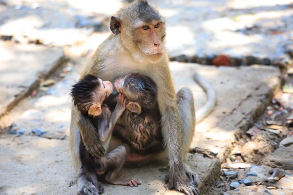 Singe dans la forêt de mangroves à Cangio — Photo