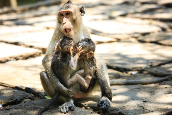 Cangio のマングローブ林における猿 — ストック写真
