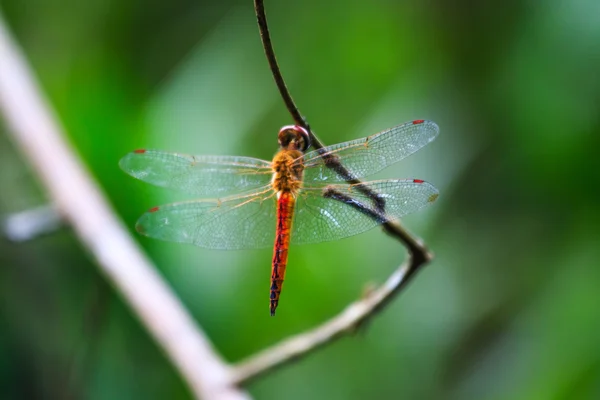 Vlam Skimmer dragonfly — Stockfoto