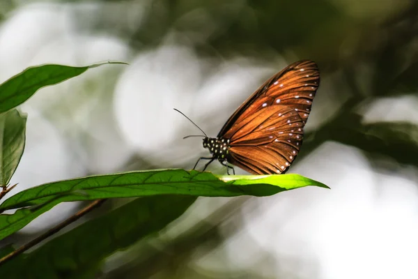 Butterfly on wild flower, natural background — Stock Photo, Image