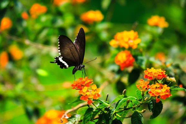 Butterfly on wild flower, natural background — Stock Photo, Image