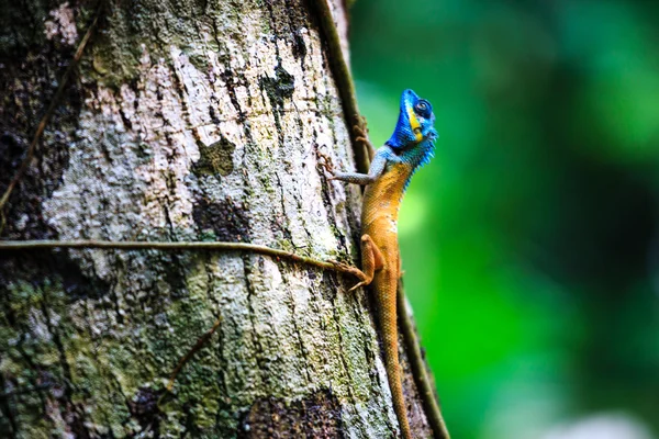 Bukalemun yağmur ormanlarında