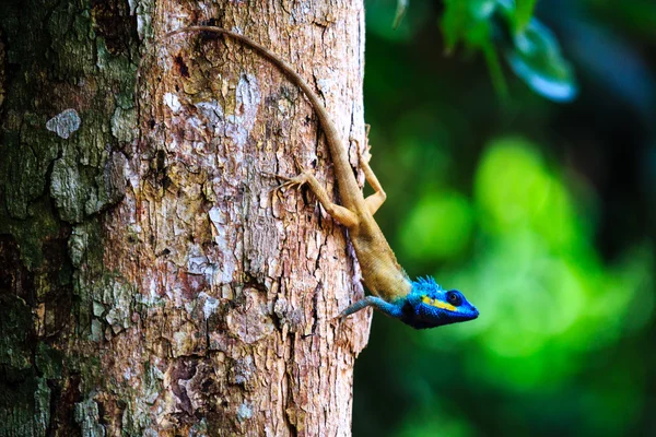 Bukalemun yağmur ormanlarında
