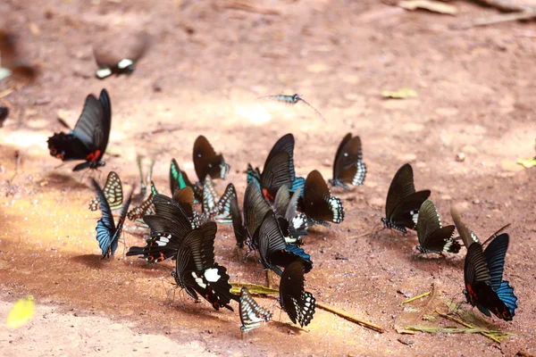 O belo Parque Nacional da Borboleta Da Ma - Vietnã — Fotografia de Stock