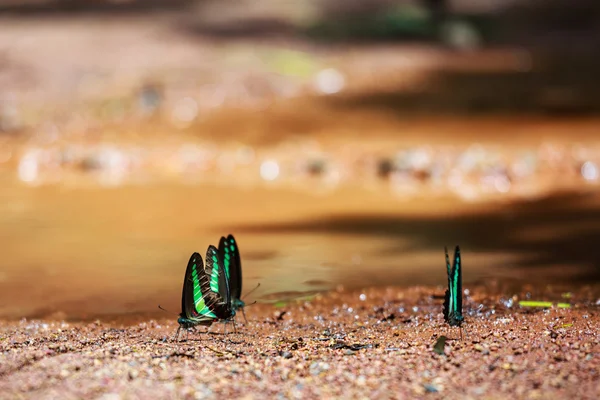 Den vackra fjäril Da Ma National Park - Vietnam — Stockfoto