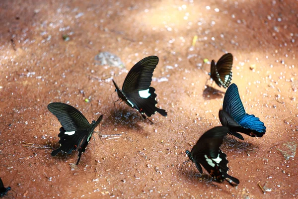 The beautiful butterfly Da Ma National Park - Vietnam — Stock Photo, Image