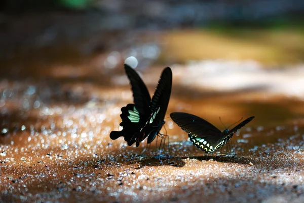 O belo Parque Nacional da Borboleta Da Ma - Vietnã — Fotografia de Stock