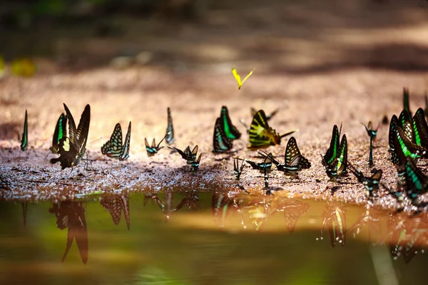 La bella farfalla Da Ma National Park - Vietnam — Foto Stock