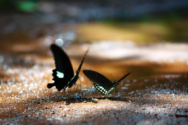 Красивая бабочка в национальном парке Ма - Вьетнам — стоковое фото