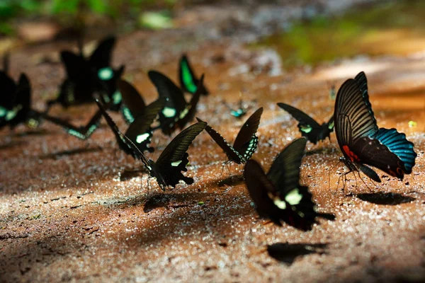 Güzel Da Ma Ulusal Parkı - Vietnam kelebek — Stok fotoğraf