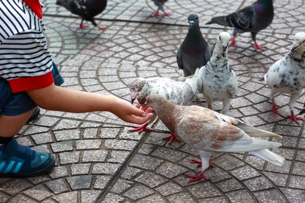 Hochiminh City, Vietnã - 14 de julho de 2015: alimentar pombos com as mãos de um menino nas ruas de Saigão — Fotografia de Stock