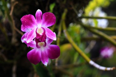 Tropicall güzel orkide