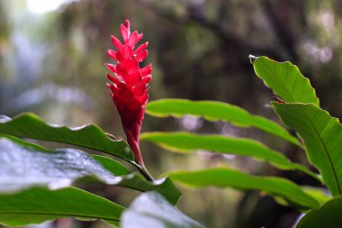 Kırmızı tropikal çiçek bahçesi tesisi