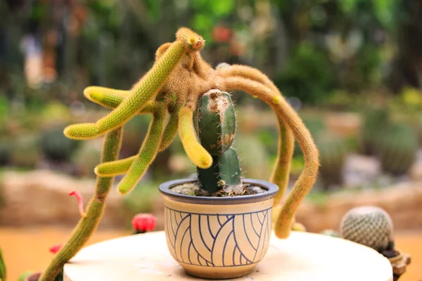 Gusanos de cactus — Foto de Stock