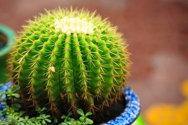 Planta de cactuscactus de cerca en maceta — Foto de Stock