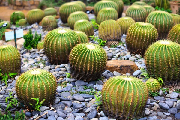 Cactus gigantes en el jardín botánico tropical — Foto de Stock