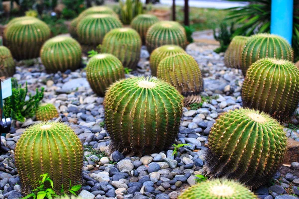 Cactus gigantes en el jardín botánico tropical — Foto de Stock