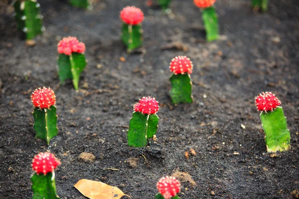 Cactus de cabeza roja — Foto de Stock