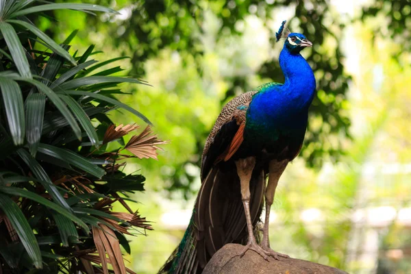 Bir erkek tavus kuşu portresi