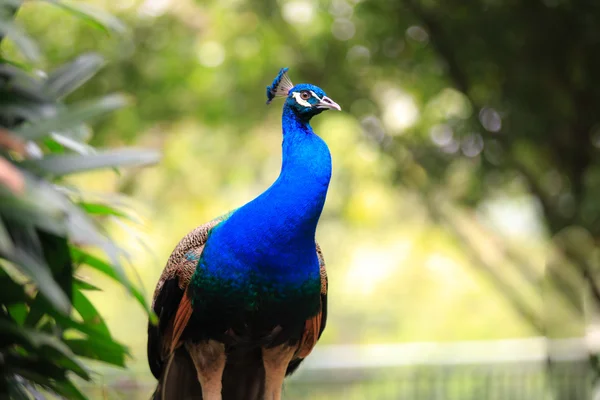 Portrait of a male peacock — Stock Photo, Image