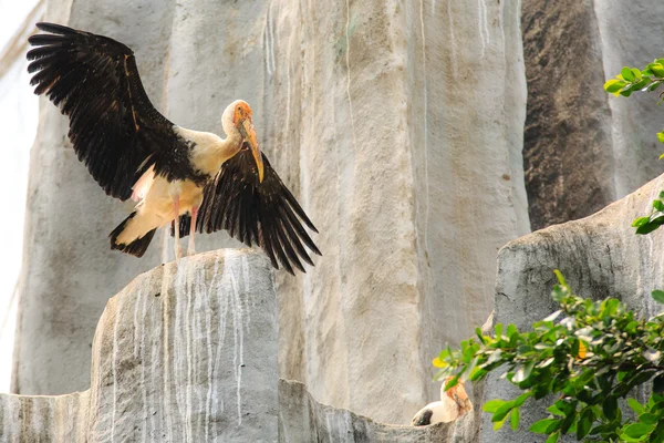 Daha az emir subayı leylek Leptoptilos javanicus Hayvanat Bahçesi