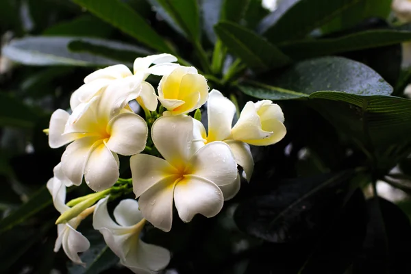 Frangipani — Stock Photo, Image