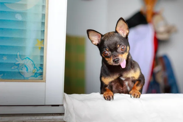 Şirin chihuahua bir pencereden dışarı bakarak