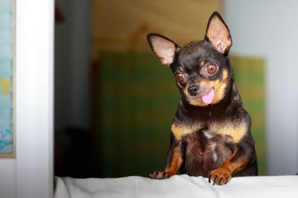 Şirin chihuahua bir pencereden dışarı bakarak