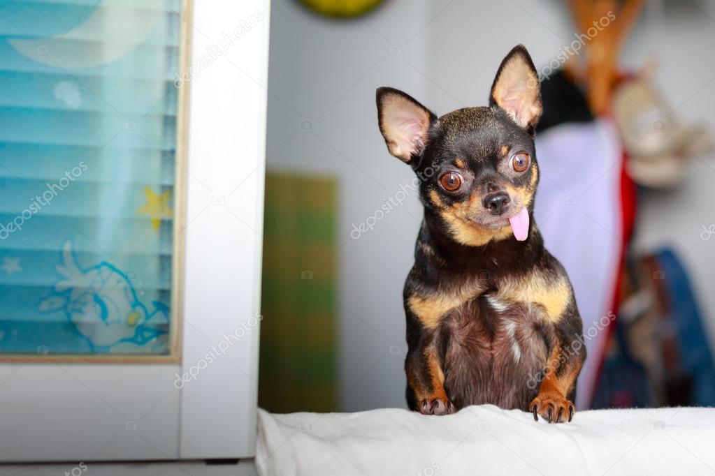 Cute chihuahua looking out a window