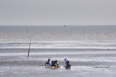 Cangio, Ho Chi Minh City, Vietnam - June 28, 2015 - Farmers are curious two motorcycle of catch clams, sea scallops Gio, HoChiMinh City, Vietnam