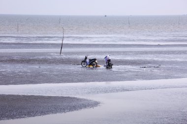 Cangio, Ho Chi Minh City, Vietnam - June 28, 2015 - Farmers are curious two motorcycle of catch clams, sea scallops Gio, HoChiMinh City, Vietnam