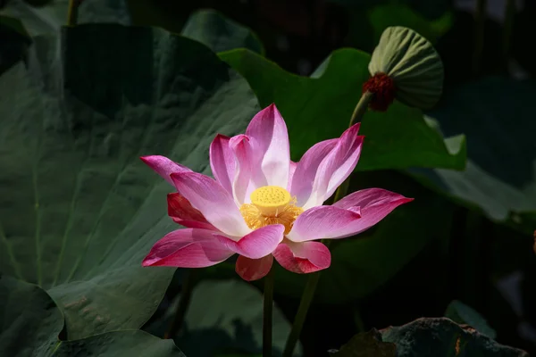 Pink lotus — Stock Fotó