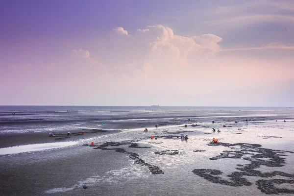 Cangio, Ho Chi Minh City, Vietnam - June 28, 2015 - Farmers are going groping the catch clams, sea scallops Gio, HoChiMinh City, Vietnam — ストック写真