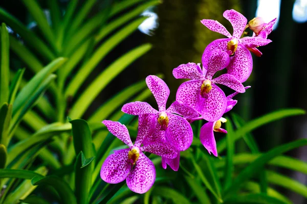 Lila orkidéer blomma — Stockfoto