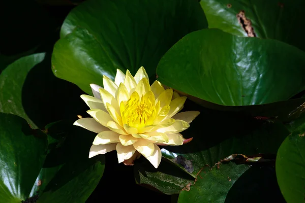 Geel met groene waterlelies Waterlily — Stockfoto
