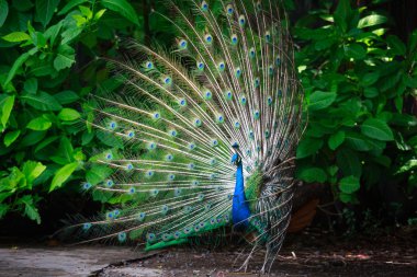 Dışarı ile muhteşem tavus kuşu tüyü