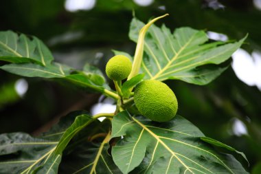 Meyveler bir ağaç üzerinde