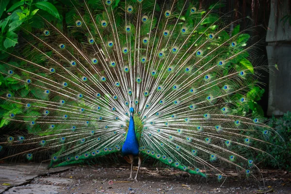 Dışarı ile muhteşem tavus kuşu tüyü