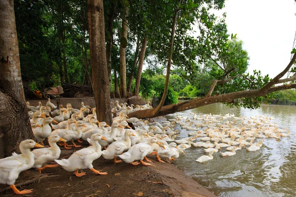 Muita fazenda de patos local em Binh Duong Vietnã — Fotografia de Stock