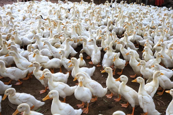 Massor av lokala duck gård i Binh Duong Vietnam — Stockfoto