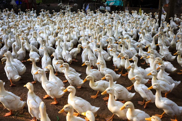 Viele lokale Entenfarm in binh duong vietnam — Stockfoto