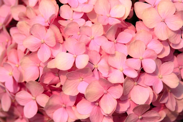 Flowe de hortênsia rosa — Fotografia de Stock