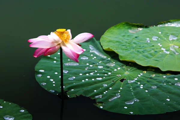 Withering Water Lily and Falling — Stock Photo, Image
