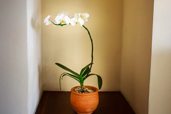 Bir duvar ile Phalaenopsis beyaz arka plan