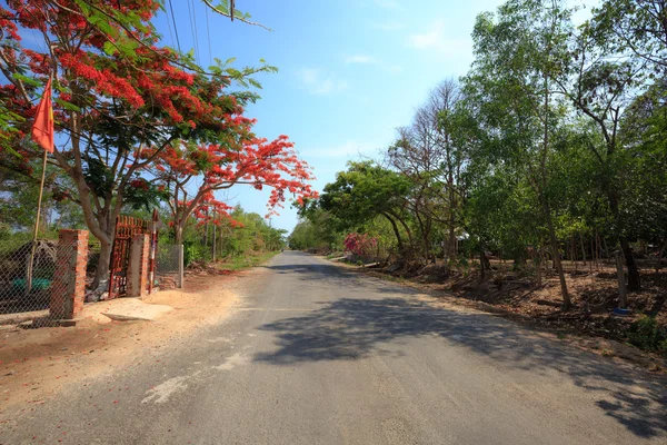 Camino de verano con flores rojas flor fénix — Foto de Stock