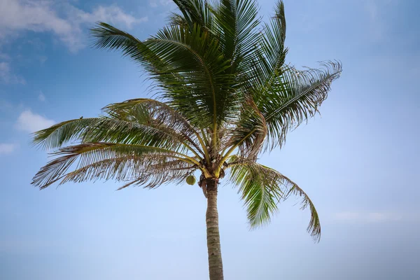 Coconut palm trees Stock Picture