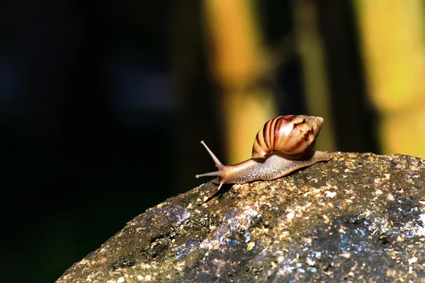 Snail — Stock Photo, Image