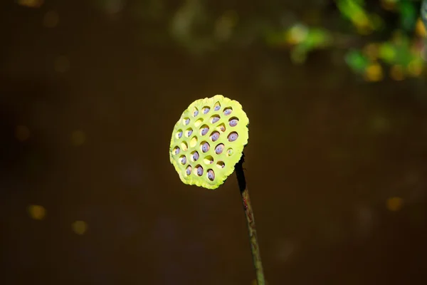 Calyx lotus — Stock Photo, Image