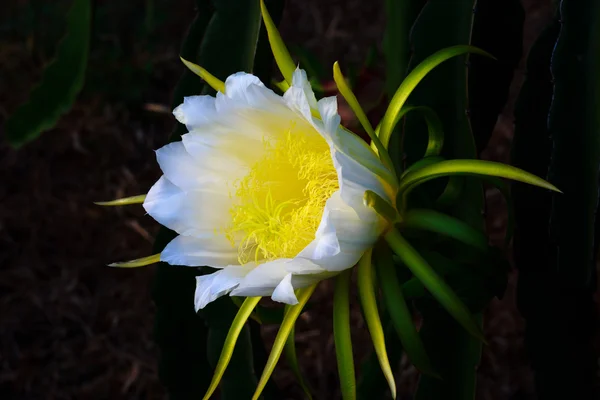 Drachenblume — Stockfoto